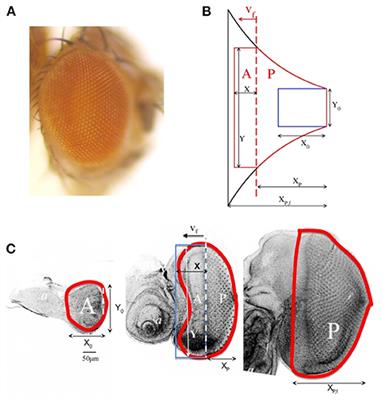 Quantitative Relationships Between Growth, Differentiation, and Shape That Control Drosophila Eye Development and Its Variation